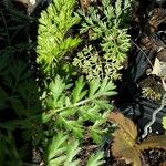 Libanotis pyrenaica 葉
