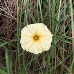 Ipomoea imperati花