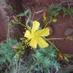 Hypericum annulatum Inny