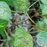 Acalypha arvensis Cvet