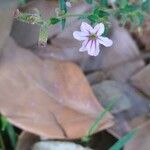 Cuphea ericoides Flor