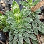 Helianthemum nummularium Leaf