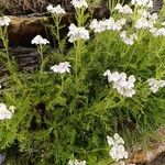 Achillea erba-rottaBlomma