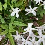 Jasminum officinaleÇiçek