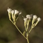 Eupatorium hyssopifolium Owoc