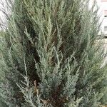 Juniperus scopulorum Hábito