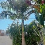Roystonea regia Folha