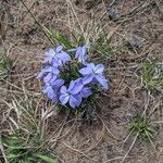 Viola pedata Flower