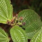 Miconia crenata Leaf