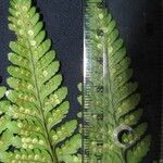 Dryopteris patula Egyéb