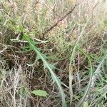 Lactuca perennis Leaf