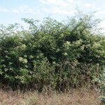 Acacia ataxacantha Beste bat