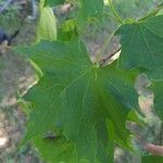 Acer platanoides برگ