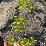 Asparagus asparagoides Leaf