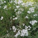 Achillea millefolium Habit