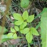 Aralia nudicaulis Φύλλο