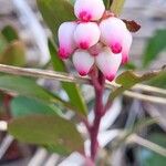 Arctostaphylos uva-ursi फूल