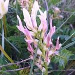 Astragalus monspessulanus Kvet