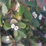 Euphorbia lophogona फूल