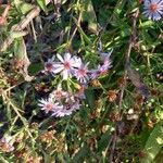 Symphyotrichum cordifolium Kvet