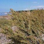 Artemisia caerulescens Hoja