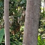 Coussapoa villosa പുറംതൊലി
