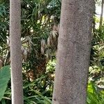 Coussapoa villosa Bark