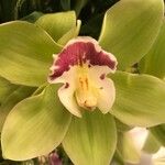 Phaius tankervilleae Blomst