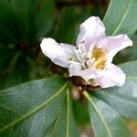 Rhododendron augustinii Flower