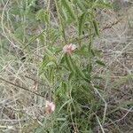 Polygala amboniensis Hábito