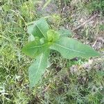 Lactuca virosa Leaf