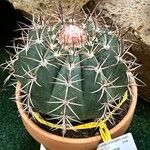 Melocactus matanzanus 葉