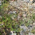 Centranthus angustifolius Habitus