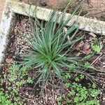 Puya mirabilis Leaf