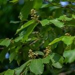 Hovenia dulcis Floare