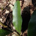 Microgramma mauritiana Leaf
