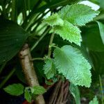 Corylus cornuta Elinympäristö