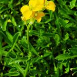 Erysimum odoratum 花