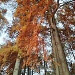 Taxodium distichumLeaf