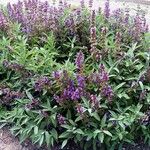 Salvia officinalisFlor