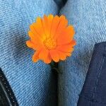 Calendula algeriensisফুল