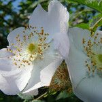 Rosa stylosa Flower