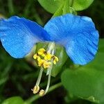 Commelina communis Цвят