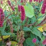 Persicaria orientalis Habit