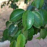 Ficus retusaЛіст