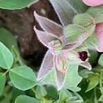 Nonea vesicaria Flor