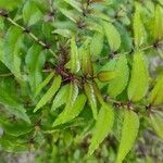 Zanthoxylum clava-herculis Hoja