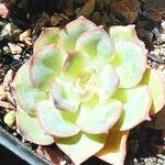 Echeveria HérculesLiść