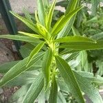 Solidago speciosa Blad