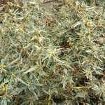 Xanthium spinosum موطن